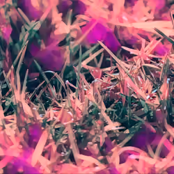 Macro Grass