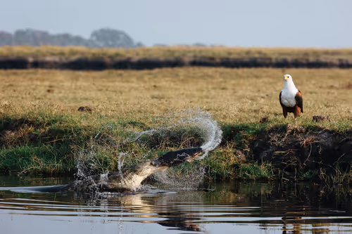 Item #17422369034044695422991299095605542169827651787898495269044350780851466797057 Media