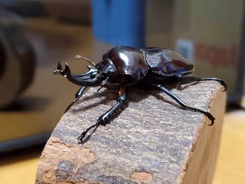 Item #2846893736148873774746802631495866819654136602576950046920721035984961011714 Media