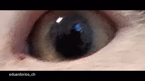 Item #31987492738277719337622318775949380072546158754546912597271620297940560510977 Media