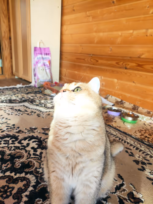 Item #46348599472569713654731178302084384440561957905567404983387339766865279844353 Media