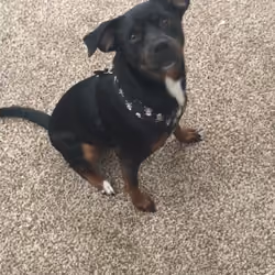 Squeaky Toy?