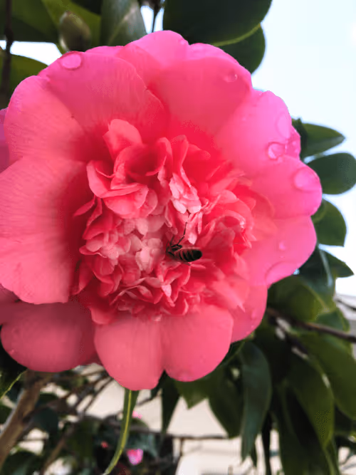 Item #109673922547087227730000095996955491556367960766841372025640398810232691621889 Media