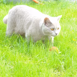 Kat-Boris 100