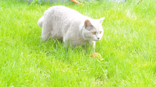 Item #100516814323253883263988332021777234412413008182040401393658401464758166355969 Media