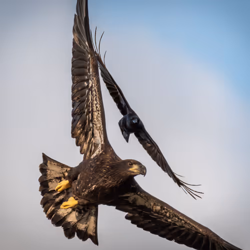 American Bald Eagles