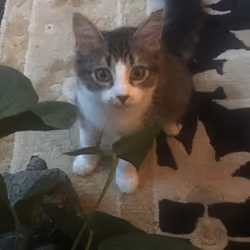 Curious Mimmie