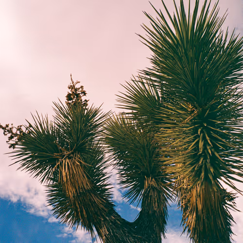 Joshuatree