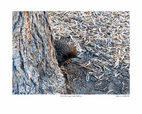 Item #24600310660482288606297797528155087939323639147399647196853483710609516134401 Media