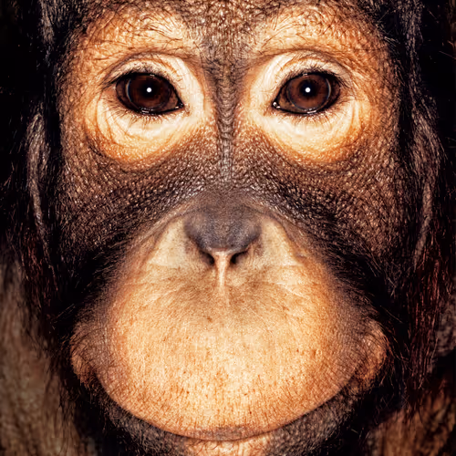 109162157552346088047496633038404394118504199992061596446112929742569129115649