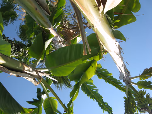 Item #49780404214023394125628081485635193078207366864253774489702248282828123930625 Media