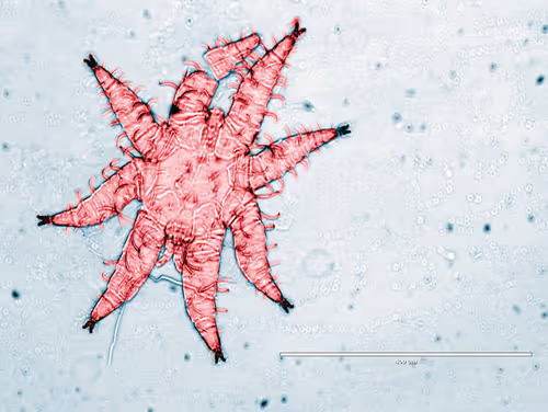 Item #108955583872739655741702358868652756405273862791069305959596897648930321334273 Media