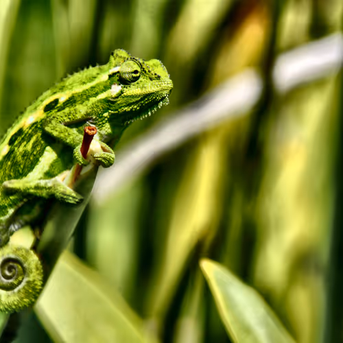 Cool Geckos