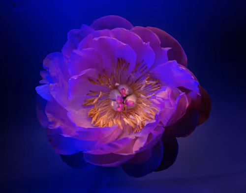 Item #78290859564487950582035157187154512379100989933844946097788898165761364721665 Media