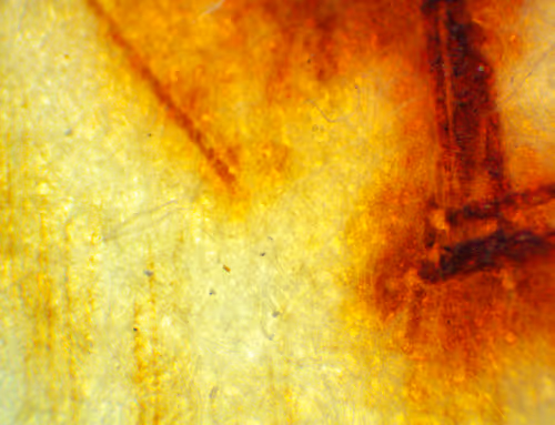 Item #71646257518770613568983710813551014237803002136866425209291834281380773101569 Media