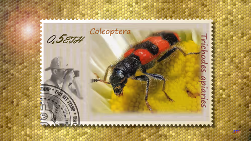 Item #105973246943151987345213410235211569025683575939462317992466355581170609029121 Media