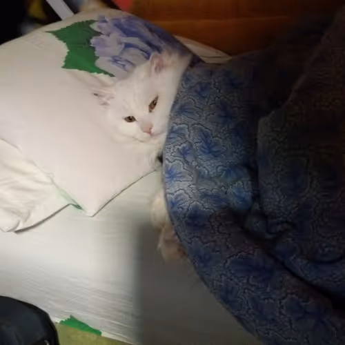Cat By Name Zefir1