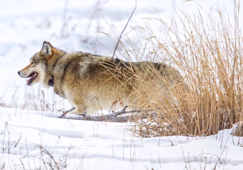 Item #19207338348144225692080396183640865546201068415206893468727031782696141455361 Media