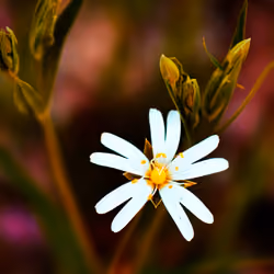 TEAL & ORANGE Flourishing Wild Flower 7/8