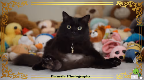 Item #63688176006920298669738405398310368792609774011425620877012057969262331953153 Media