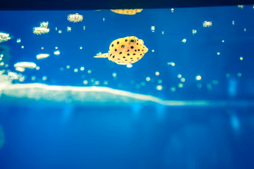 Item #87724672545568216492349628543176573267958151988335217142690977303724738740225 Media