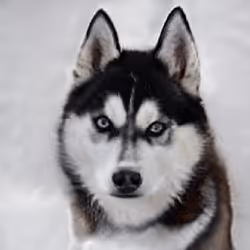 55525875118330994482032925216761404736570211771565447267945268433390120468481