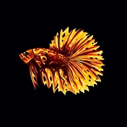 BETTA FISH