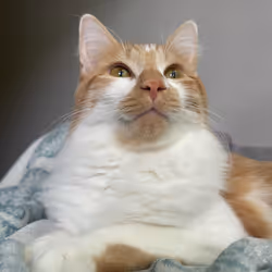 The Thinking Cat