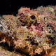 Tasseled scorpionfish, or small-scaled scorpionfish, Scorpaenopsis oxycephala