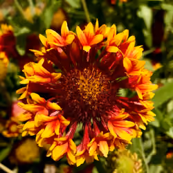 Common Blanketflower