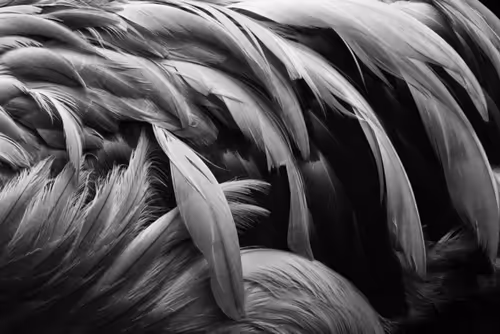 Item #57454491023137916107007493201948815472587961712729591816545853690581981593601 Media