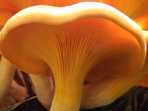 Item #97703427282030741984022634986911983897204836568735072395572896065615908831233 Media