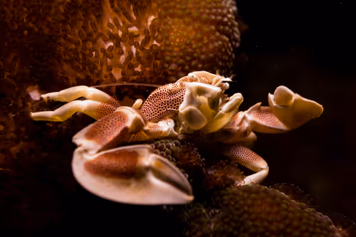 Item #109490832129019688530510015622516671857324775840030093758317008305203466731521 Media