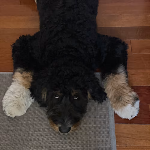 DOGGO_2.000