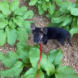 Beware of Dog