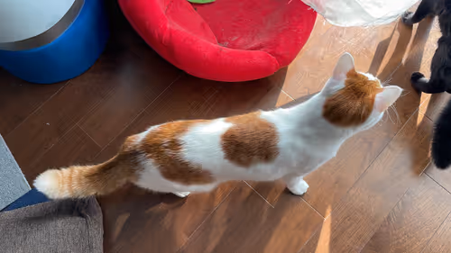 Item #57432309319676179700798702069366385585354272226932054472084541719833544228865 Media