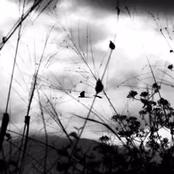 The Flight of the Macaw. Caracas, March 2023.