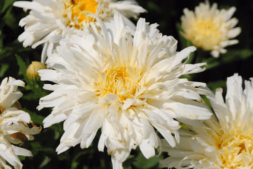 Item #40090172695085413256965535555586358742660933280315103792741764888863835160577 Media