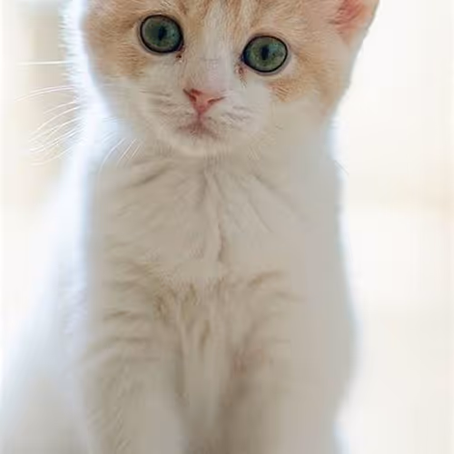 Smilling cat