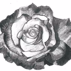 Acapulco Rose 1