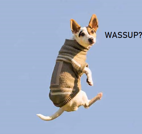 WASSUP DOG