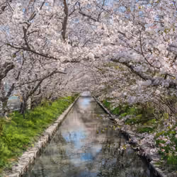 桜のトンネル-cherry blossom tunnel #4