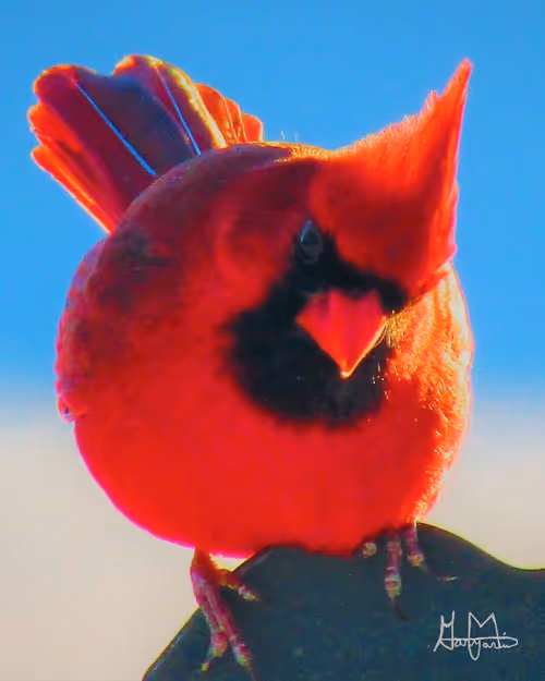 Item #52976585824733197085867802833360405733364926113811626669856085496205651476481 Media