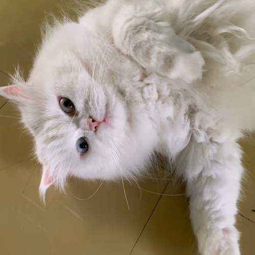 White Persian Cat