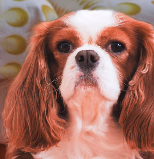 Item #52268251609148313723694636350380869011371331496130941392669189984227845734401 Media