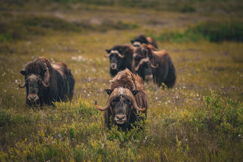 Item #38069088421557280780080489884356511775313840977413642295707171808342135799809 Media