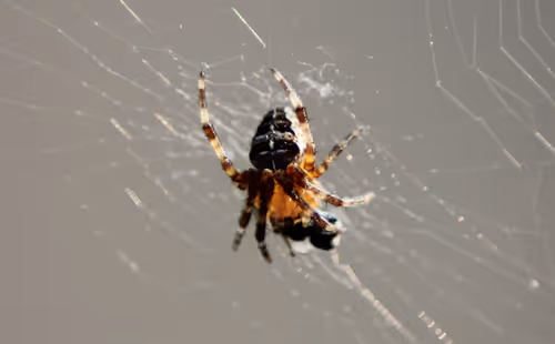 Item #51124555051901614330264480006545612592022390906904121289505624540418492334081 Media