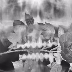 X-RAY #12