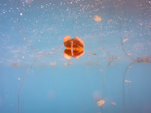 Item #115430421716330114127925714386191036467996783471008022249532804619919559753729 Media