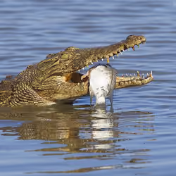 Nile Crocodile